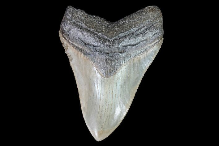 Serrated, Fossil Megalodon Tooth - Nice Enamel #74759